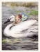 NOTE-12 Baby Riding Swan